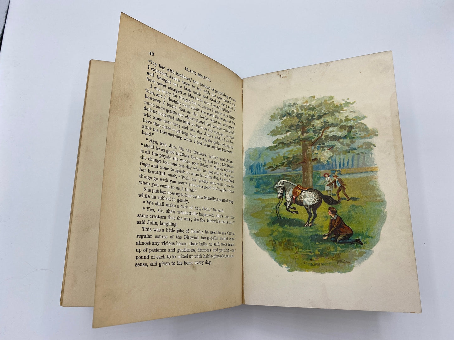 1903 Black Beauty by Anna Sewell, Vintage Illustrated Red Book